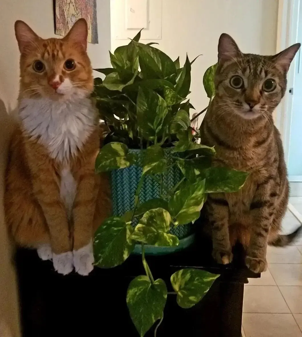 Kate’s two cats sitting on either side of a houseplant